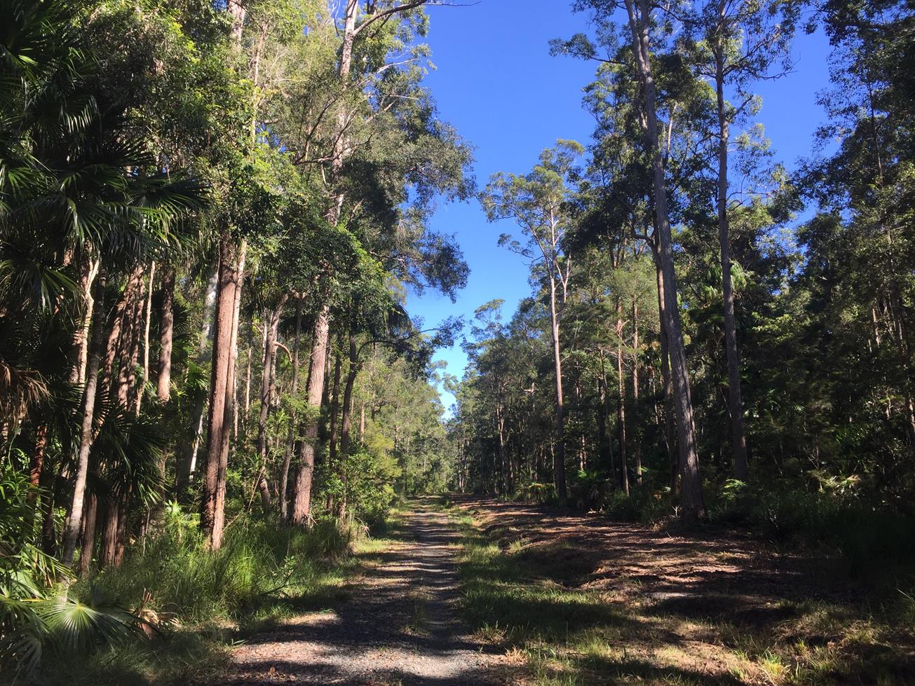 Tewantin National Park: Palm Grove Circuit - Adventure Sunshine Coast